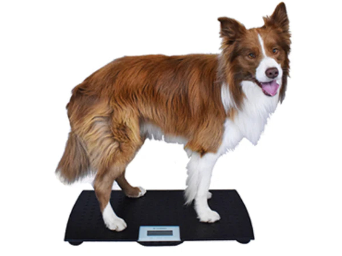 V-100 Small Pet Scales