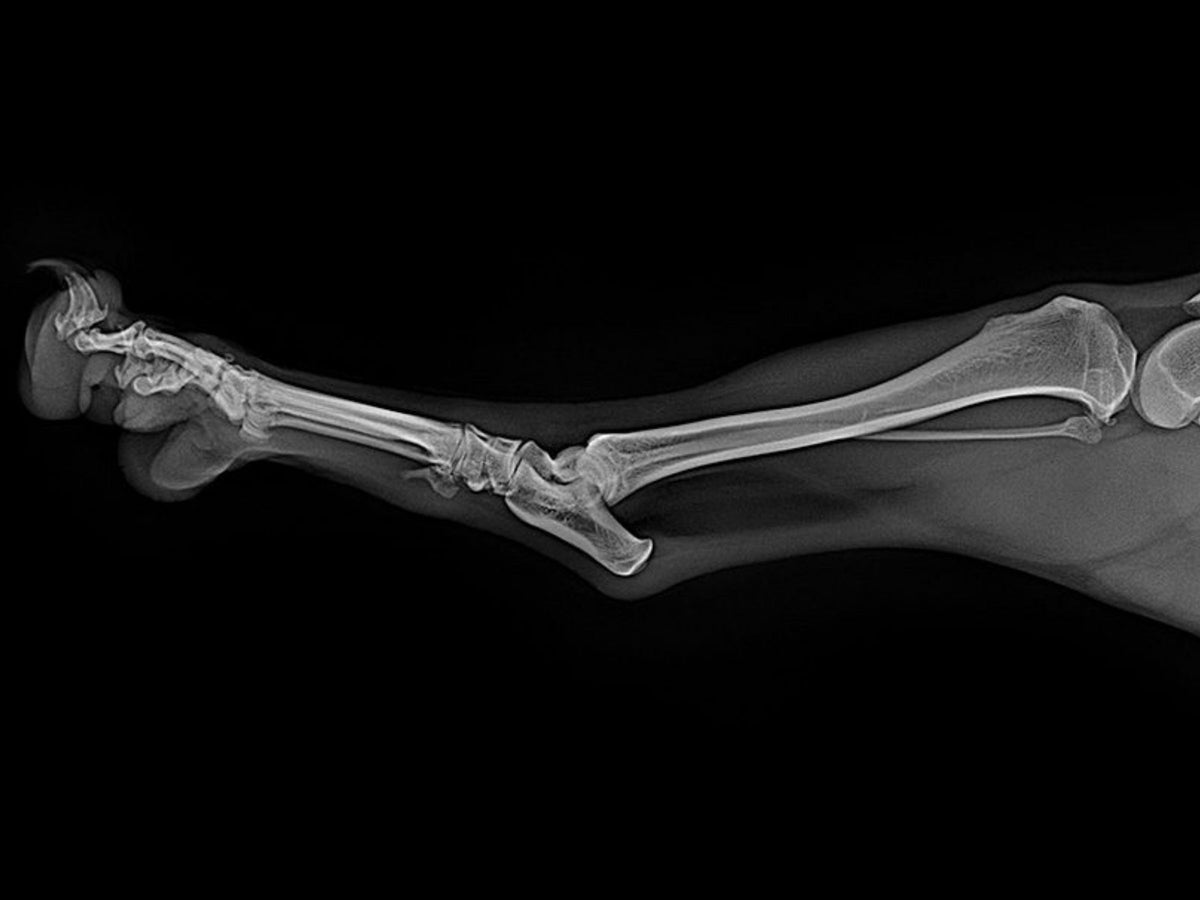 LG Ultra Veterinary DR X-ray