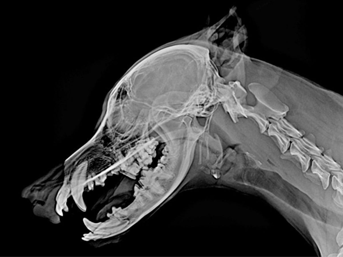 LG Ultra Veterinary DR X-ray